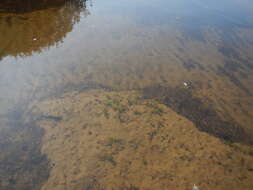 Image of Autumnal Water-starwort