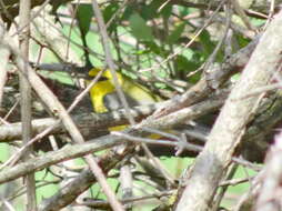 Image of Blue-winged Warbler