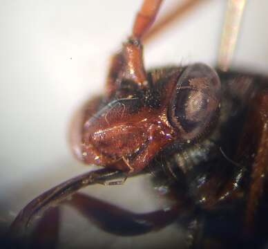 Image of Panzer's Cuckoo Nomad Bee