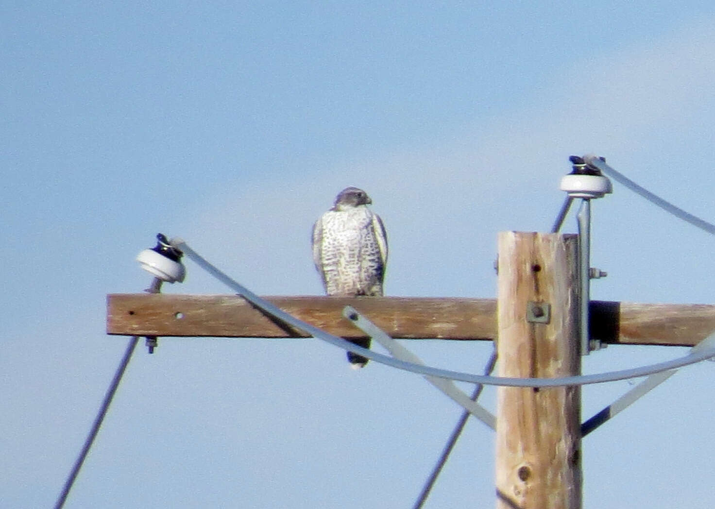 Image of Gyr Falcon