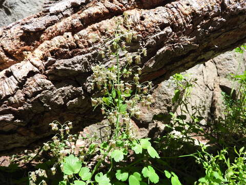 Image of Fendler's meadow-rue