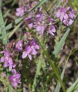 Image of Veronica polifolia Benth.