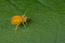 Image de Dicyrtomina minuta (Fabricius O 1783)