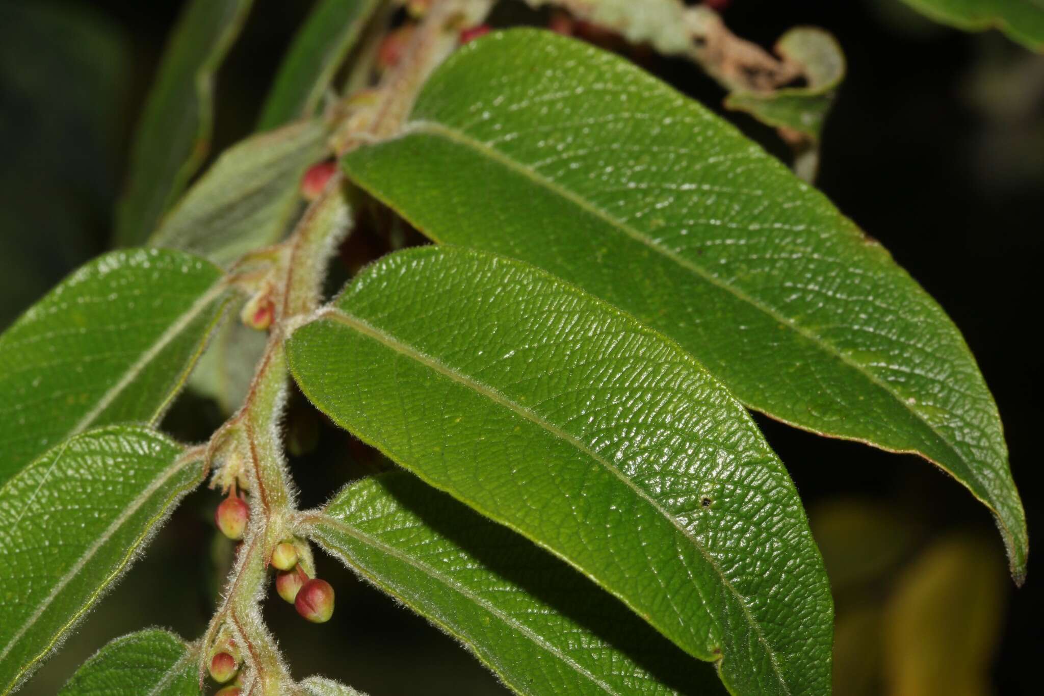 Phyllanthus salviifolius Kunth的圖片