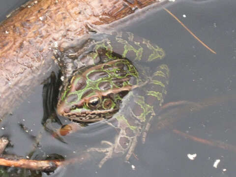 Image of Northern Leopard Frog