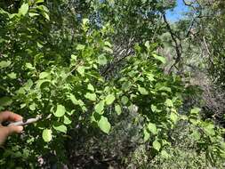 Image of Colubrina viridis (M. E. Jones) M. C. Johnst.