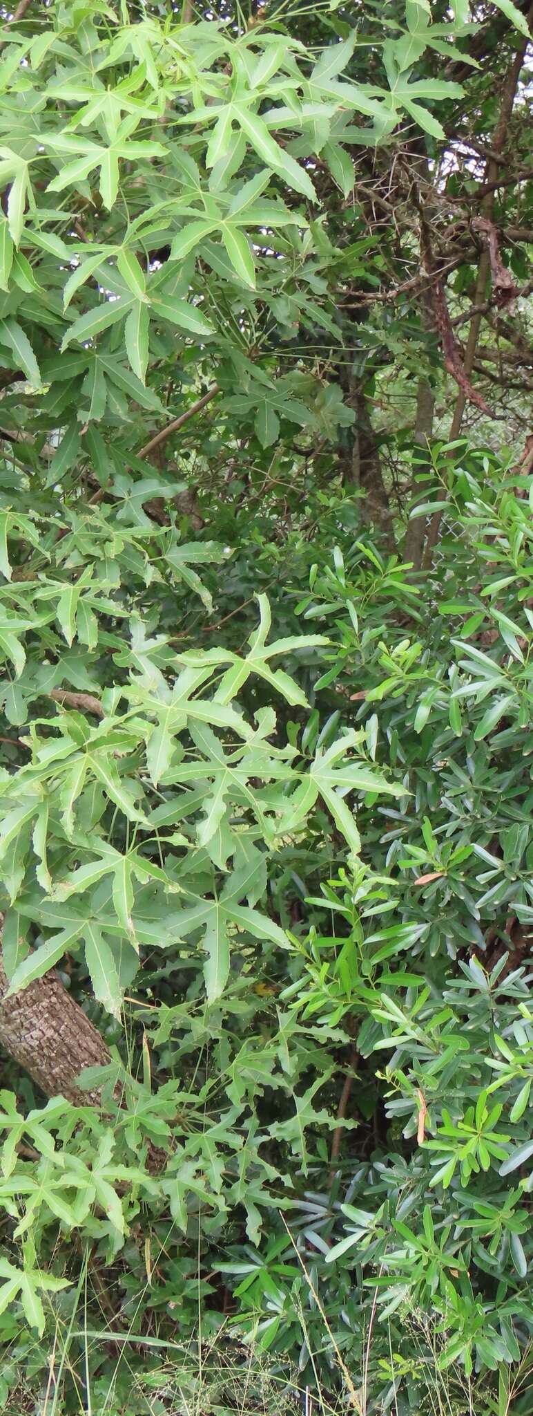 Image of Rock cabbage tree