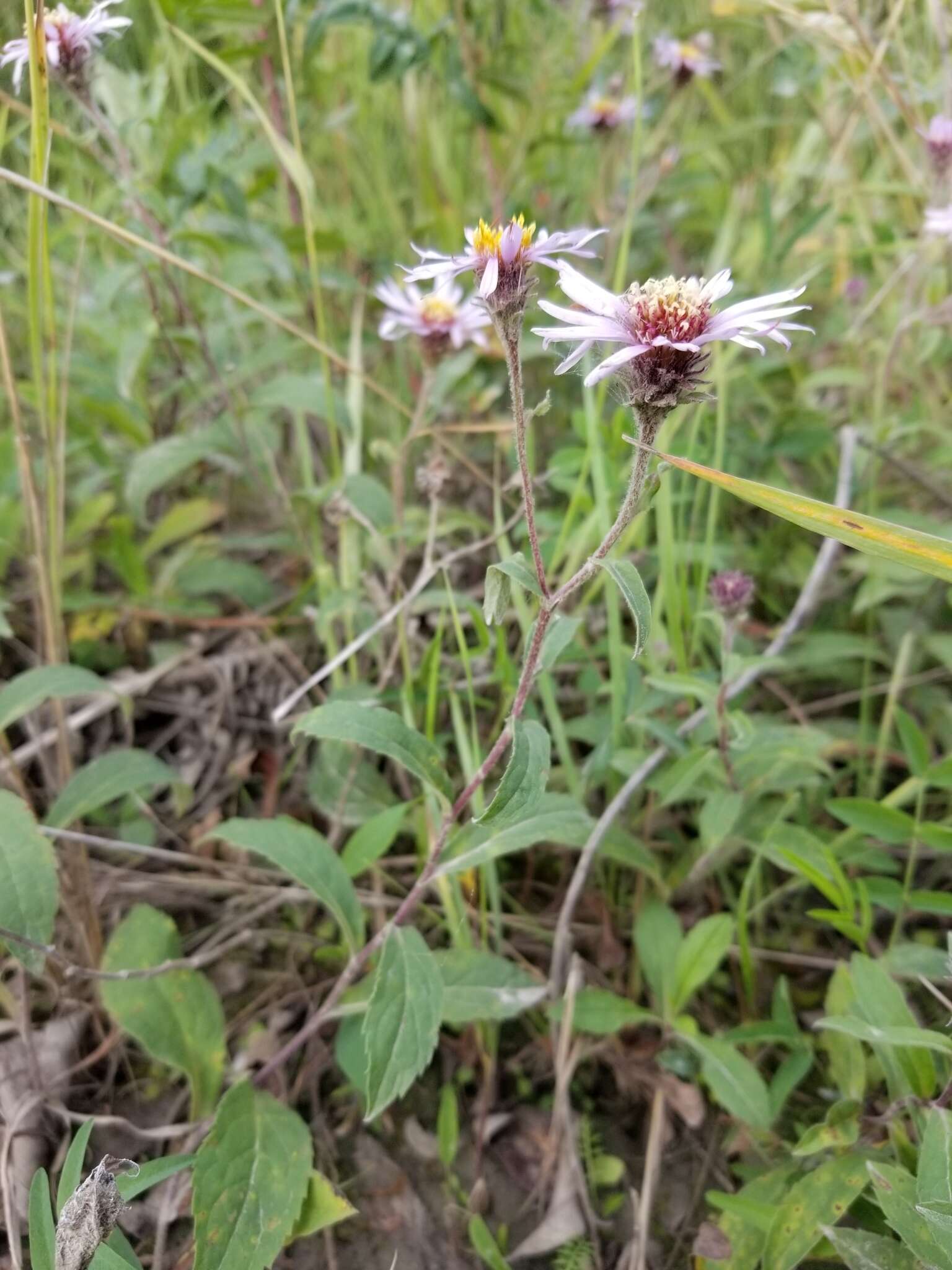 Image of arctic aster