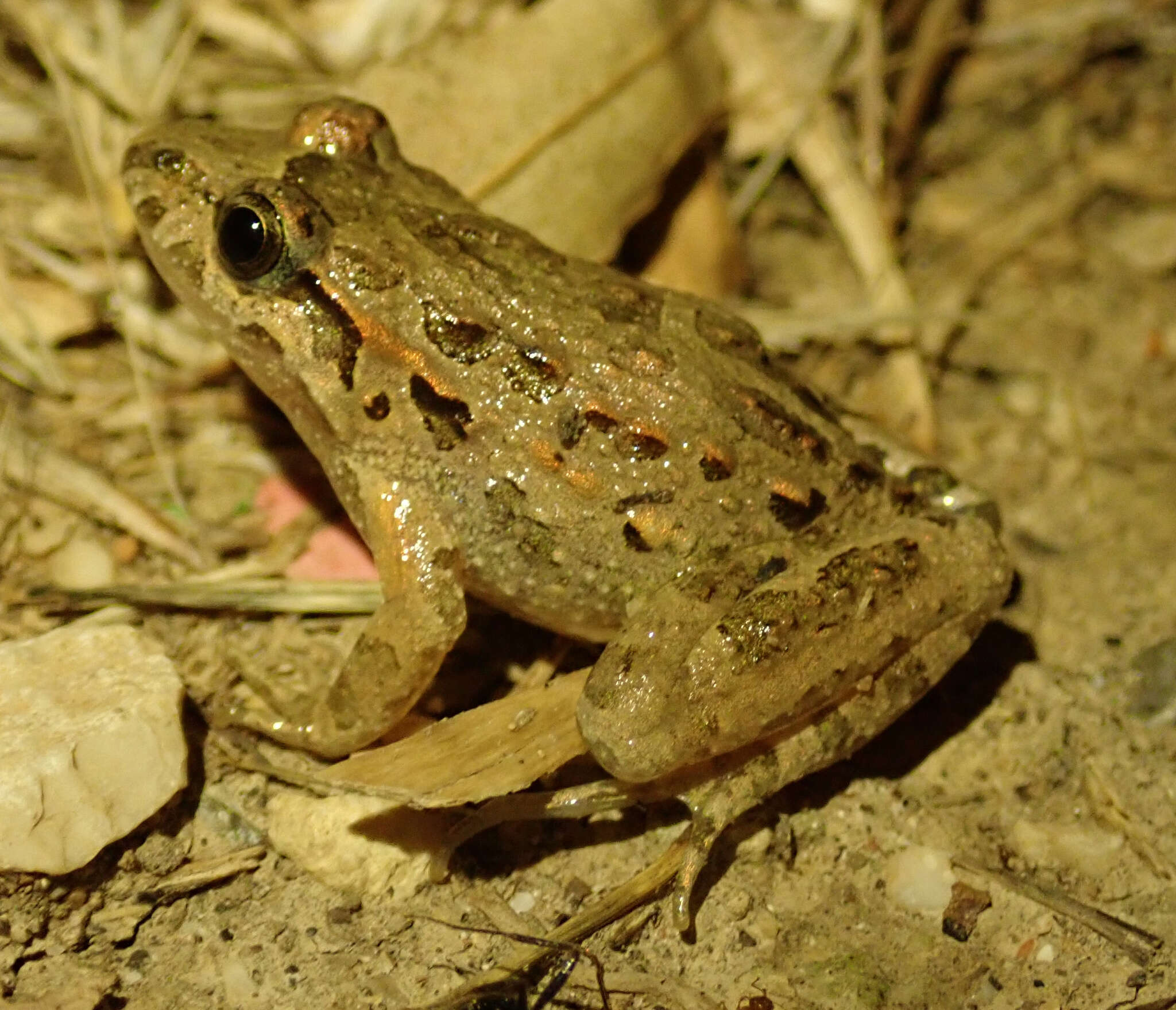 Image of Painted Frog