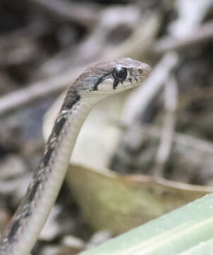 Image of Himalayan Keelback