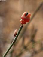 Image of Ephedra aphylla Forssk.