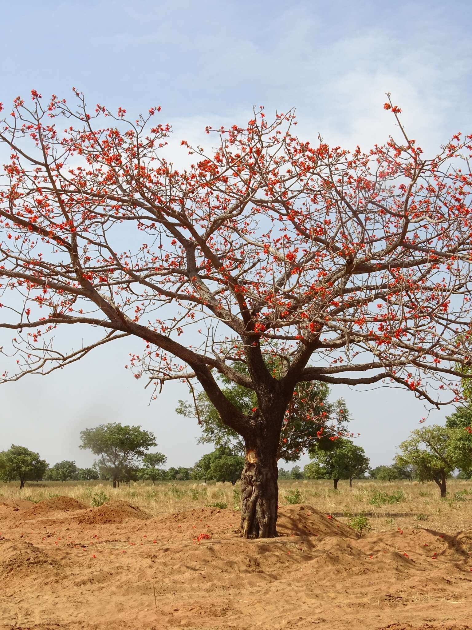 Image of Red Silk Cotton