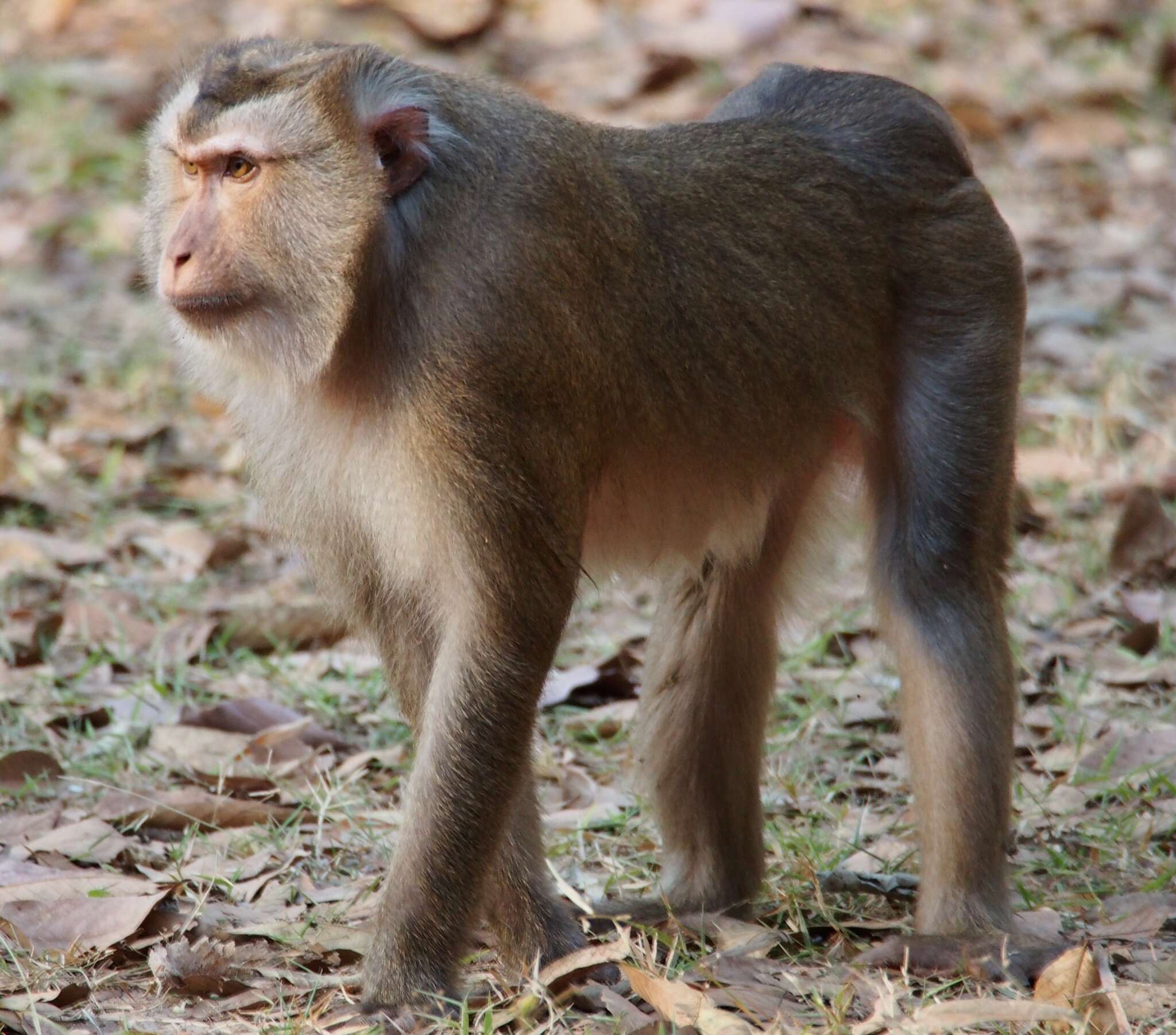 Image of Northern Pig-tailed Macaque