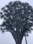 Image of Barber's tree aloe