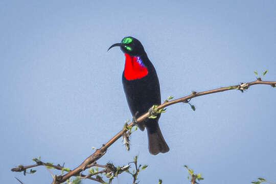 Image of Hunter's Sunbird