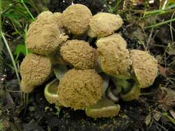 Image de Asterophora lycoperdoides (Bull.) Ditmar 1809