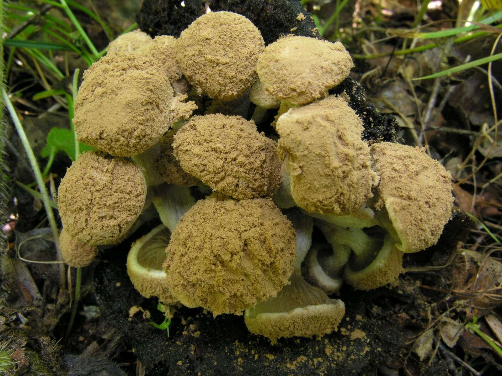 Image of Powdery Piggyback mushroom