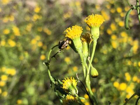 Plancia ëd Senecio angustifolius (Thunb.) Willd.