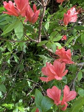 Слика од Rhododendron kaempferi Planch.