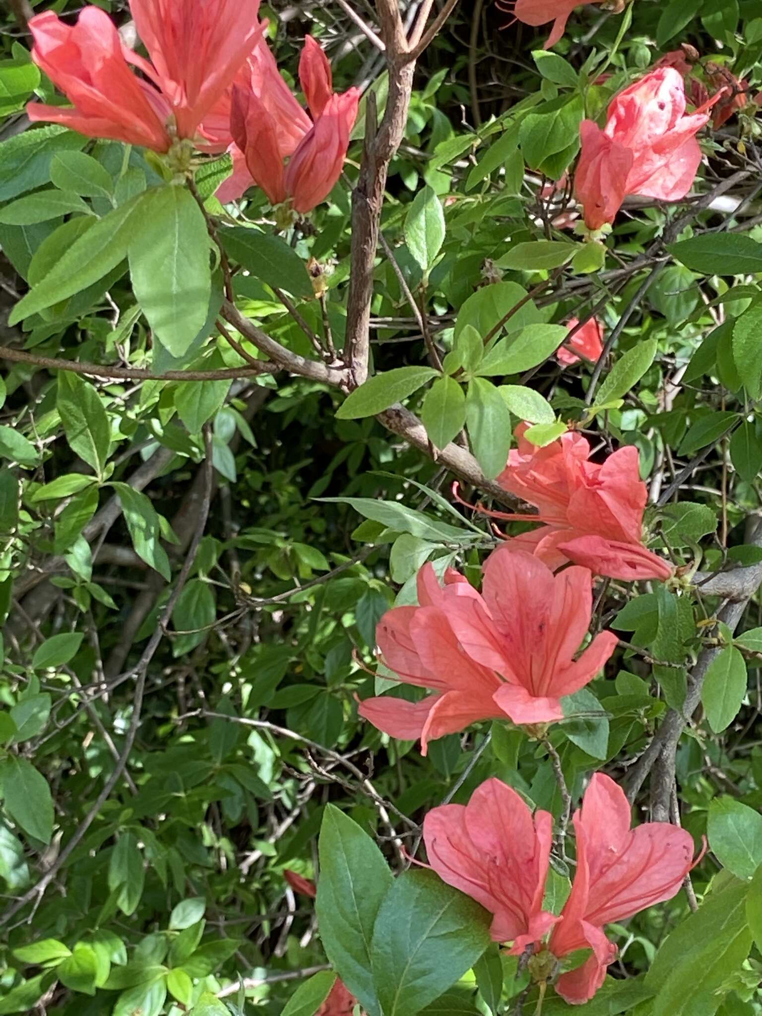 Image of Rhododendron kaempferi Planch.