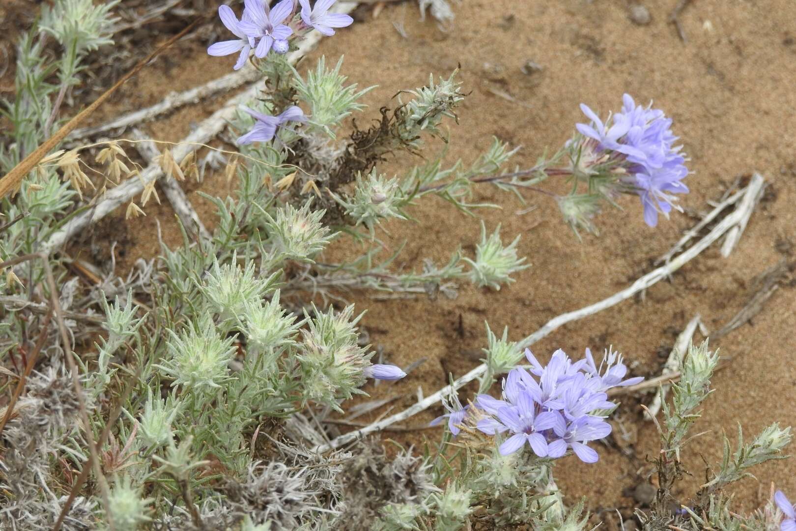 Image of Eriastrum densifolium subsp. patens (Hoover) S. J. De Groot