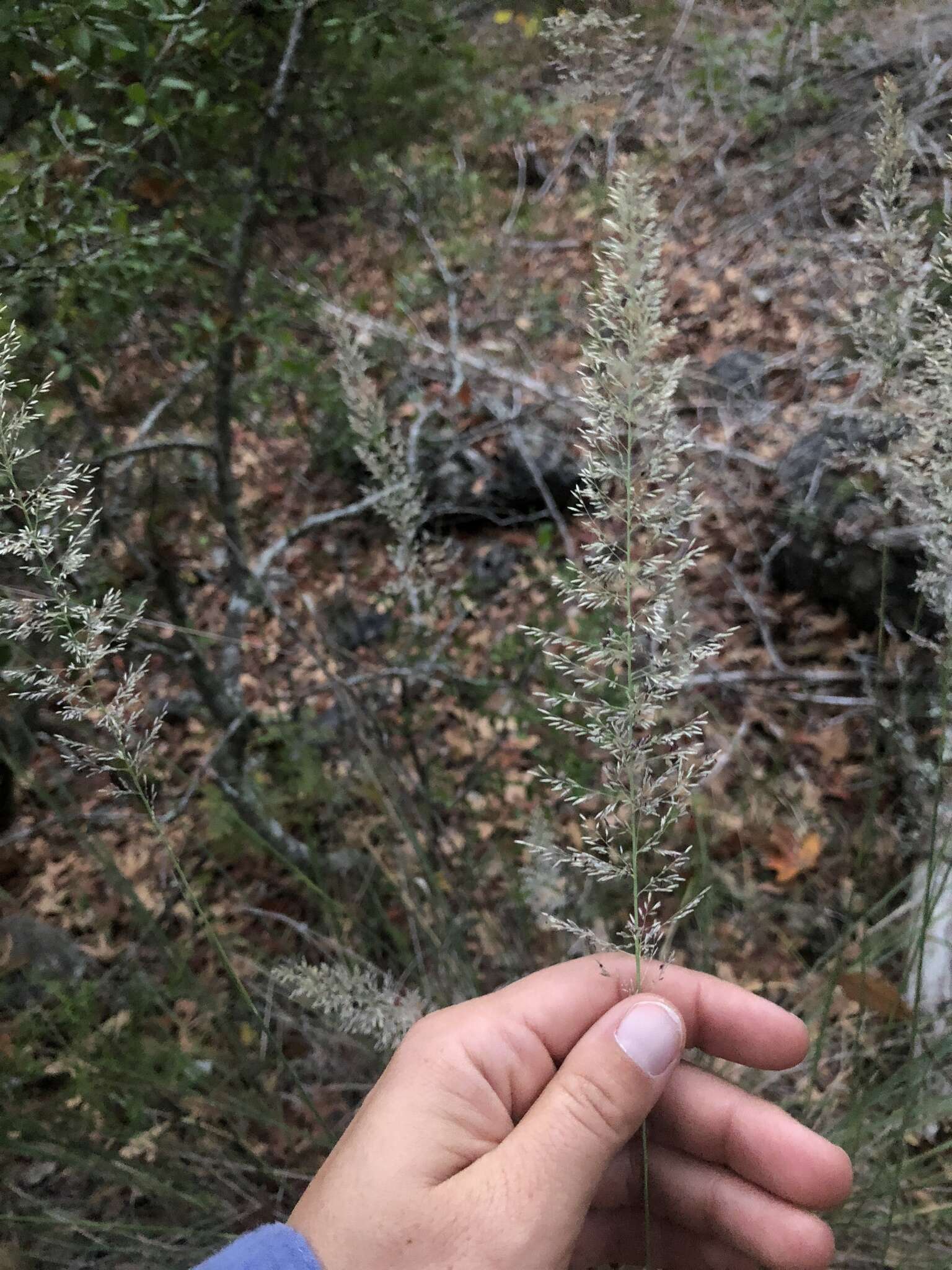 Plancia ëd Muhlenbergia lindheimeri Hitchc.