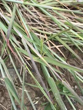 Image of meadow barley