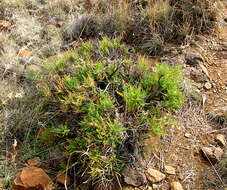 Image of Pelargonium tragacanthoides Burch.