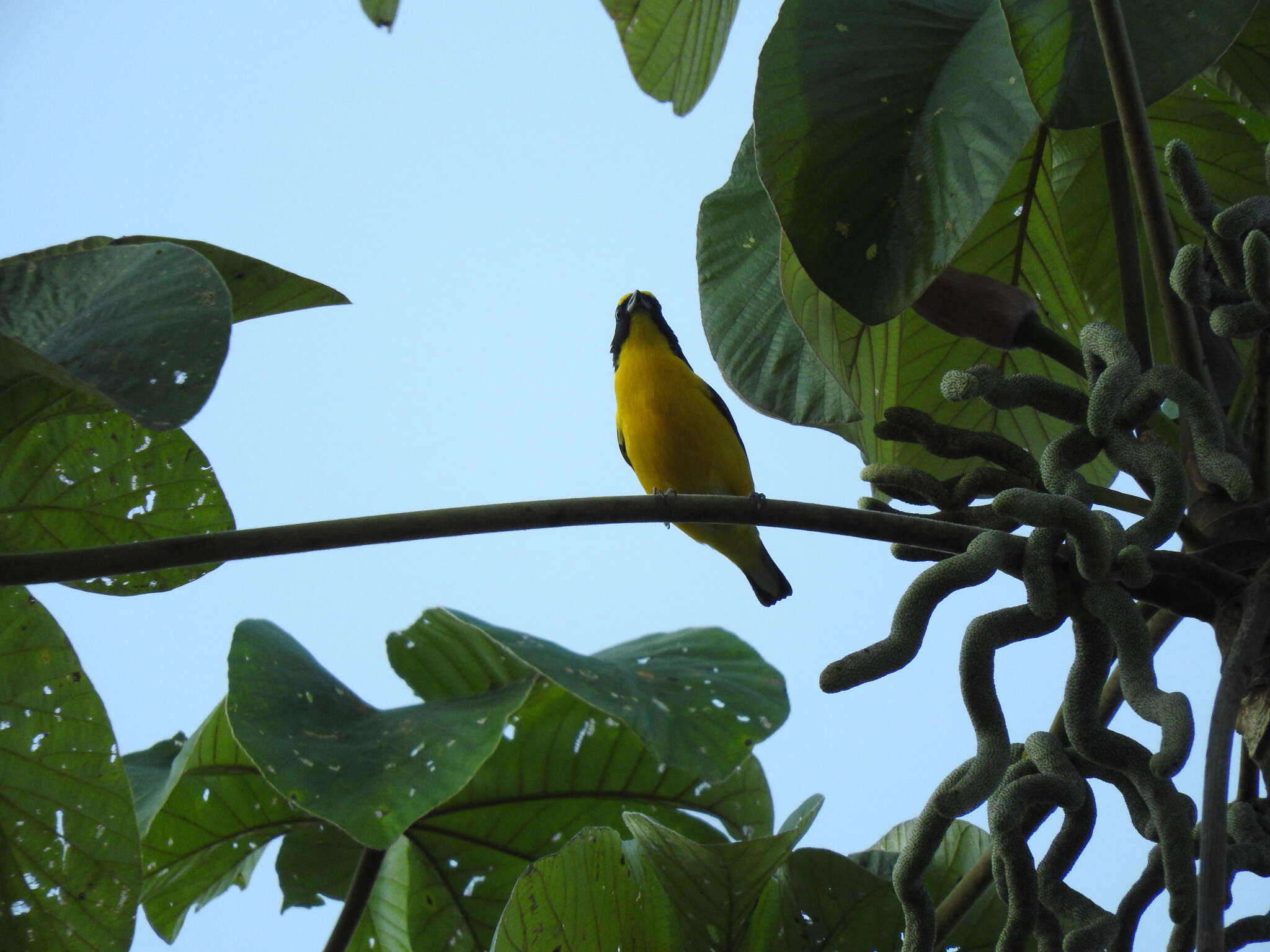 Image of Yellow-throated Euphonia