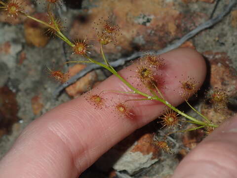 Imagem de Drosera prophylla