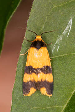 Image of Stenoscaptia Hampson 1900