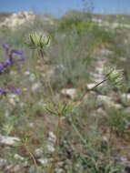 صورة Asperula setosa Jaub. & Spach