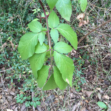 Plancia ëd Sambucus canadensis L.