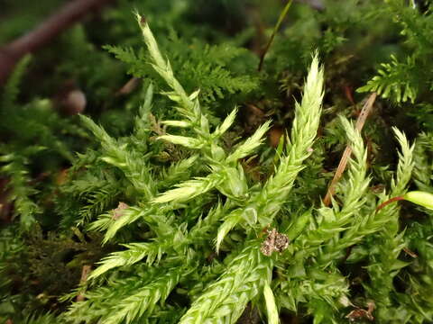 Image of hair-pointed feather-moss