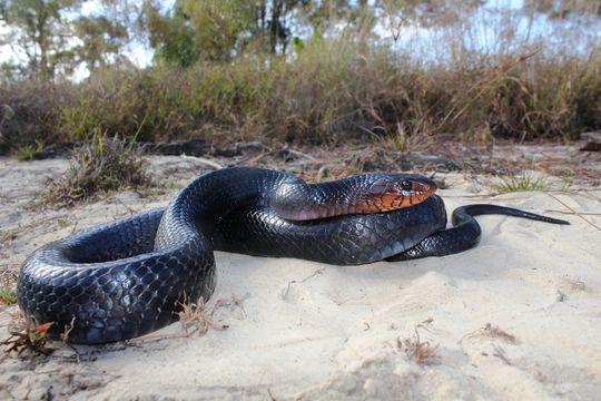 Image of Eastern Indigo Snake