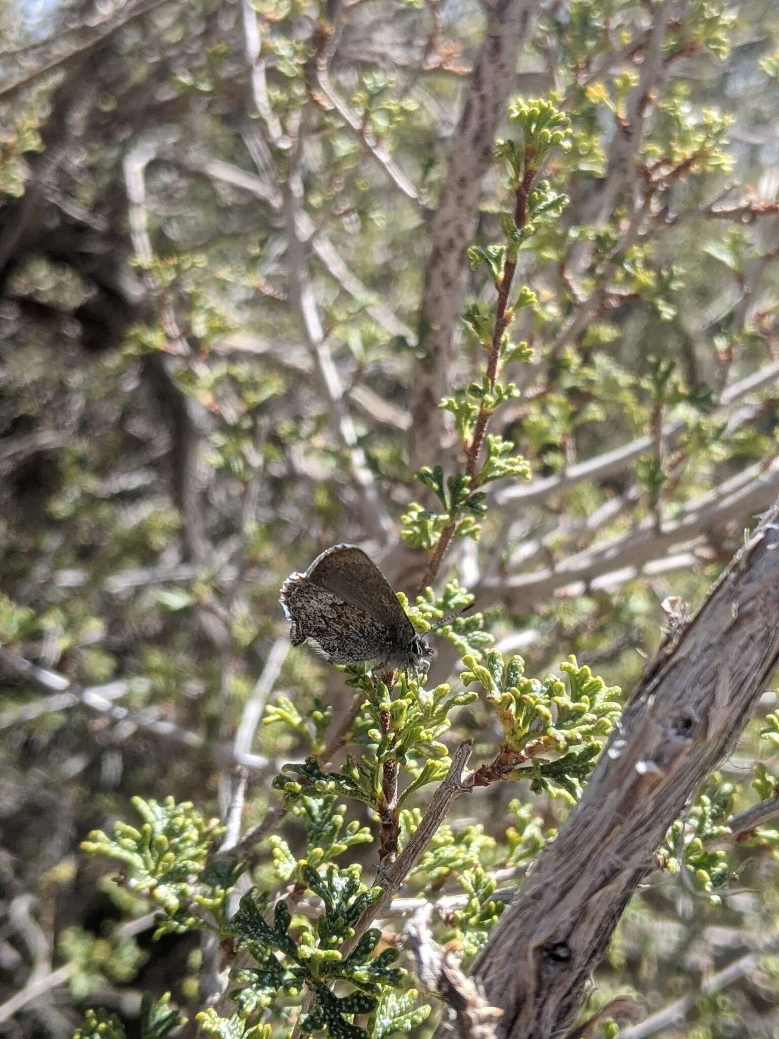 Image of Desert Elfin