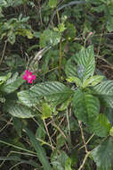 Image of Ruellia curviflora Nees & Mart.