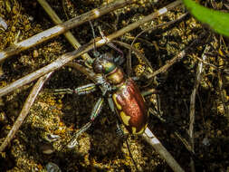 Image of Cicindela (Cicindela) scutellaris lecontei Haldeman 1853