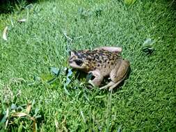 Image of Pehuenche Spiny-chest Frog