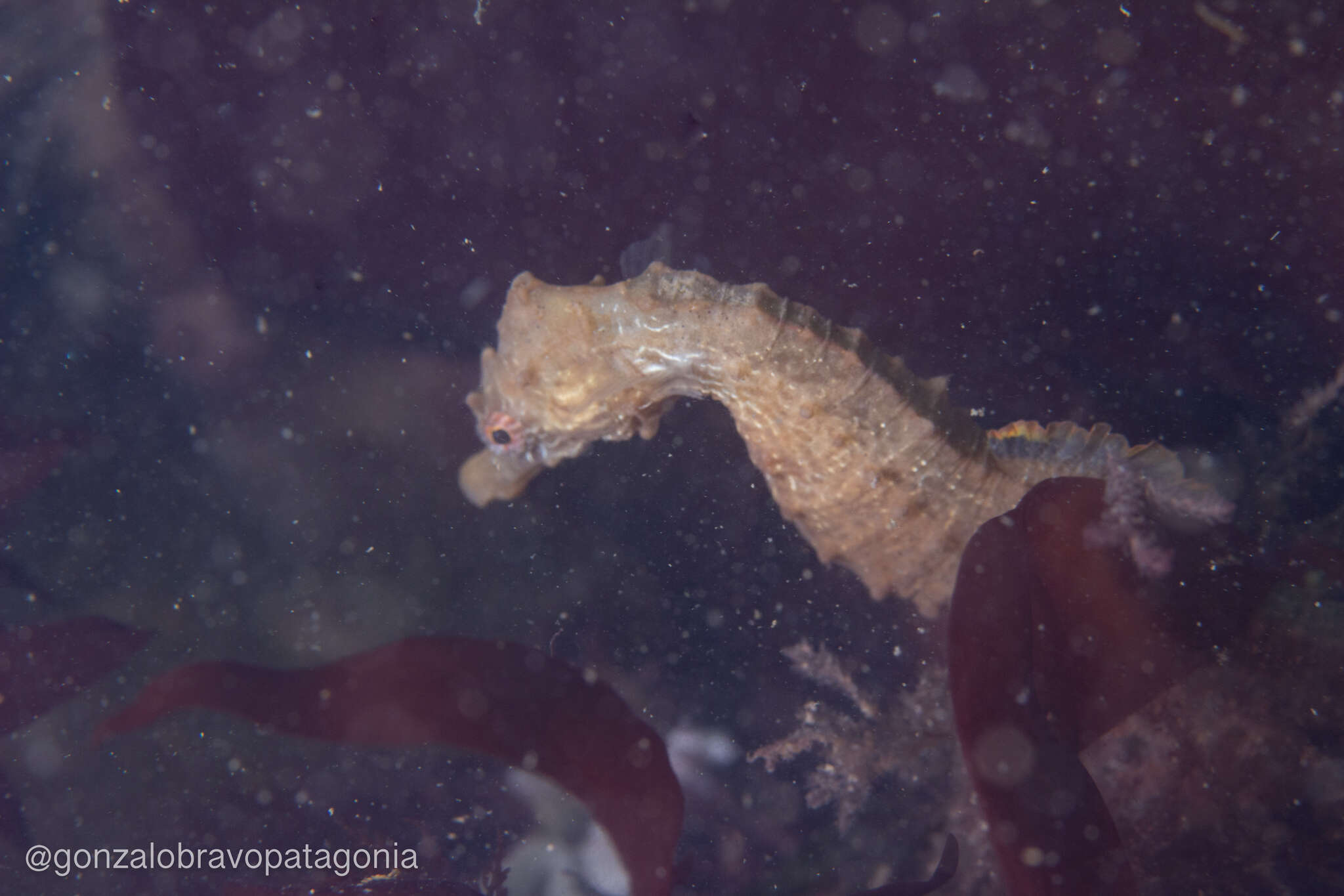 Image of Patagonian Seahorse