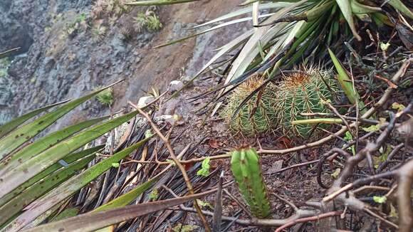 Imagem de Melocactus curvispinus Pfeiff.