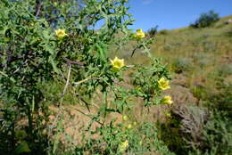 Image of African Wild Cucumber