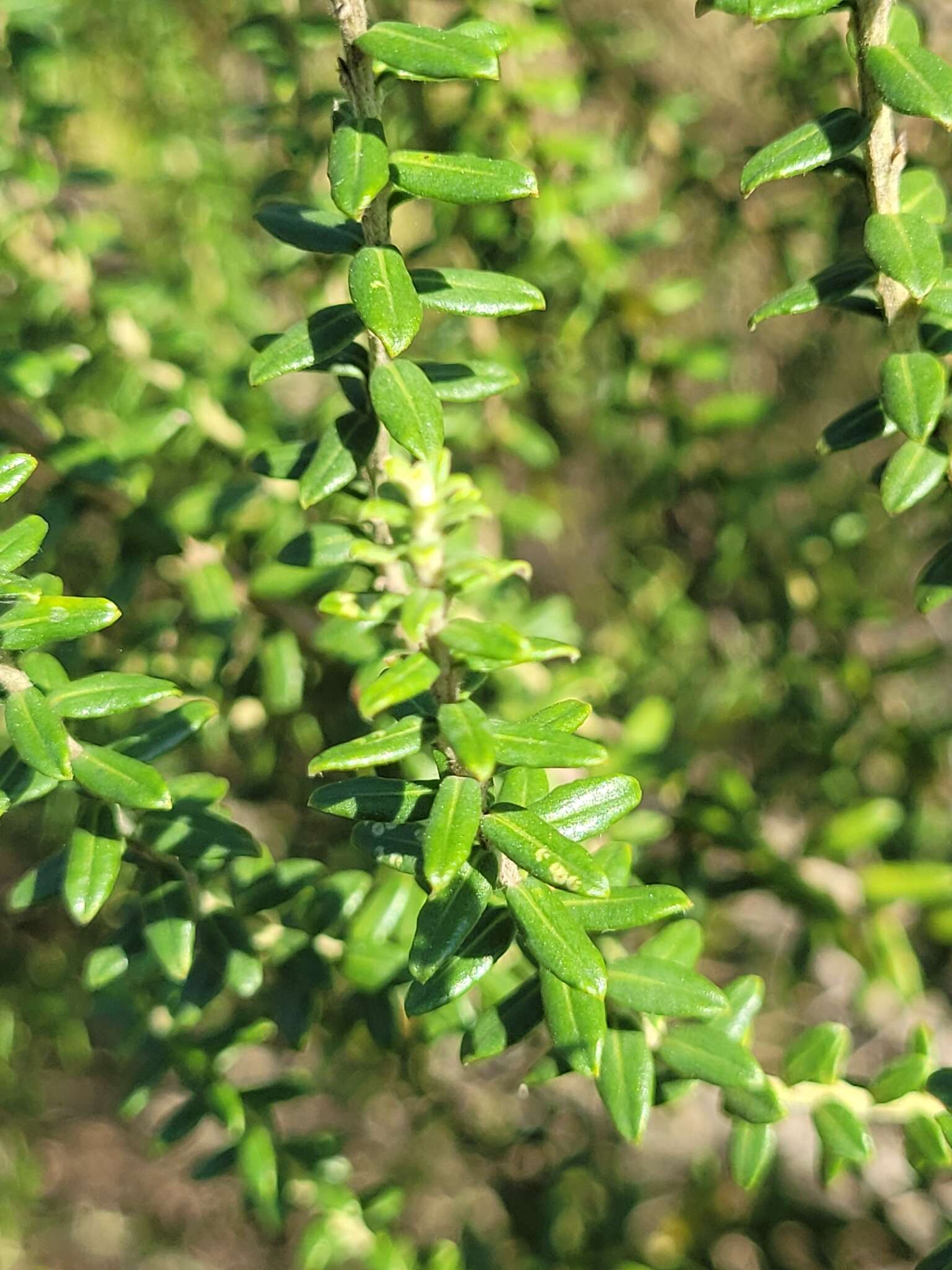 Image of Baccharis uncinella DC.