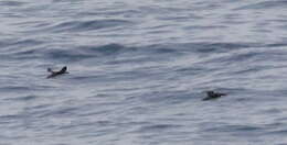 Image of Craveri's Murrelet