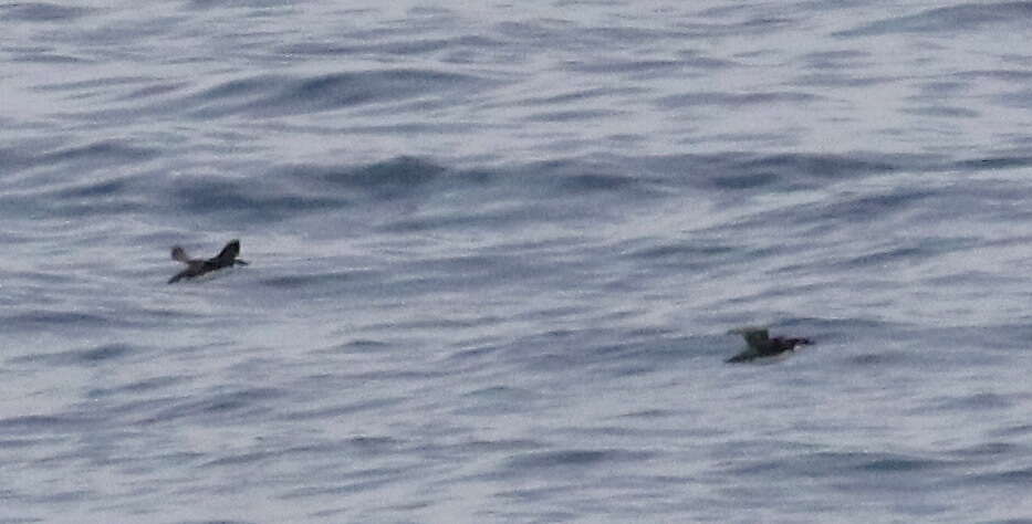 Image of Craveri's Murrelet