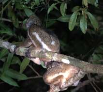 Image of Masoala Woolly Lemur