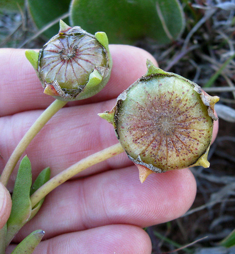 صورة Cephalophyllum diversiphyllum (Haw.) N. E. Br.