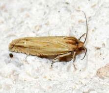 Image de <i>Eucosma grindeliana</i>