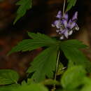 Aconitum jaluense Kom. resmi