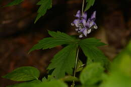 Image of Aconitum jaluense Kom.